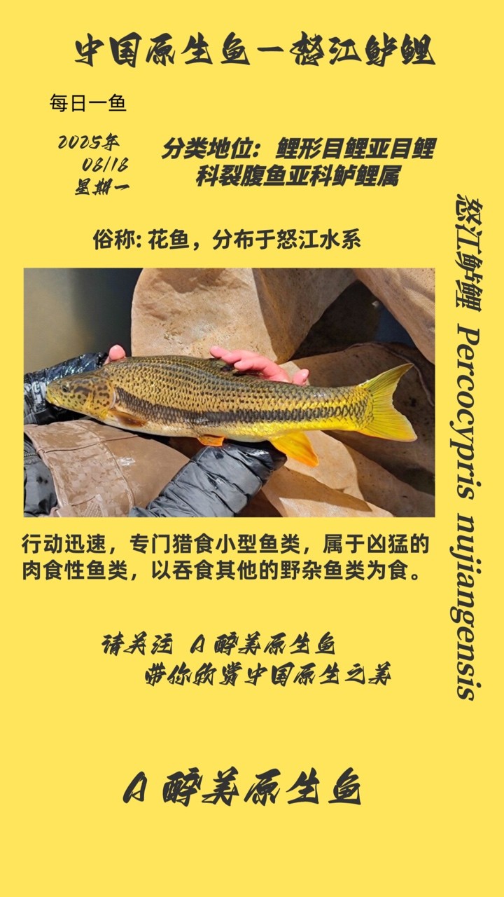 怒江鱸鯉