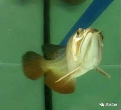 龍魚感染細菌怎么辦？：龍魚感染細菌怎么辦