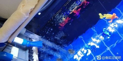 魚缸過濾器貼吧：選購魚缸過濾器的建議