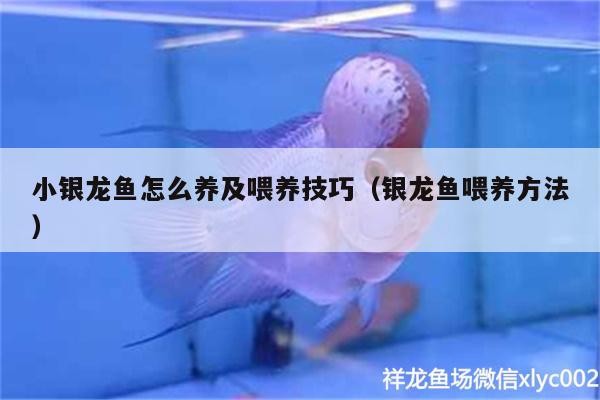 小銀龍魚怎么養及喂養技巧（銀龍魚喂養方法）