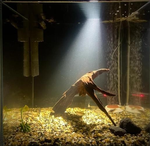 40草缸造景圖比賽作品