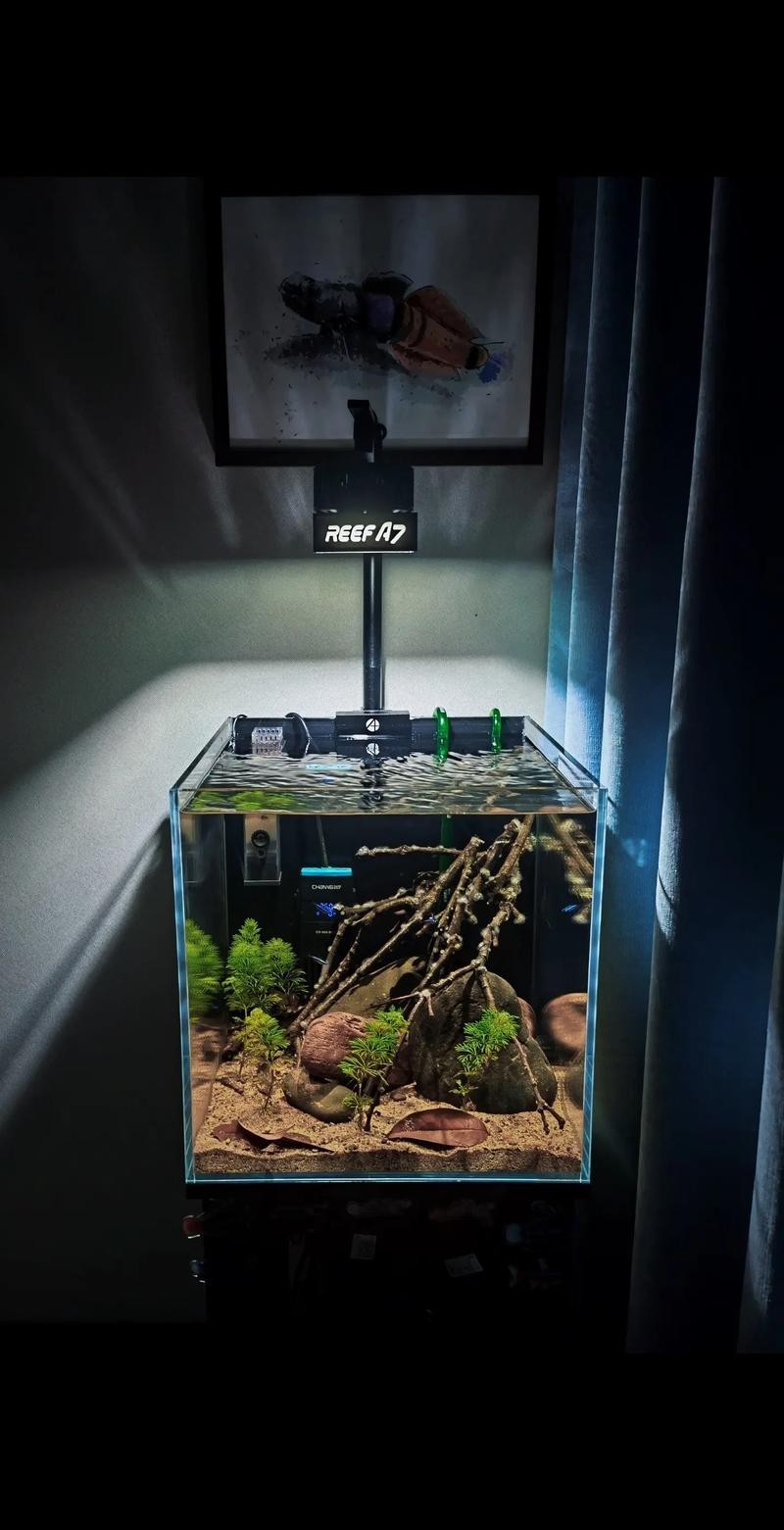 40草缸造景圖比賽作品