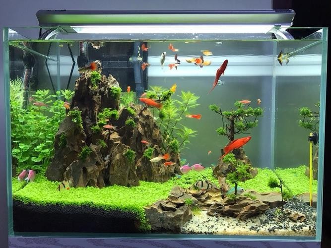 40草缸造景圖比賽作品