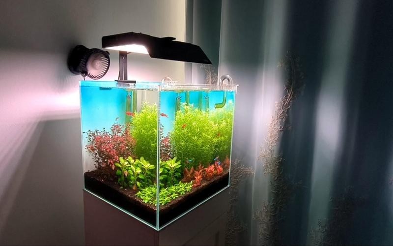 40草缸造景圖比賽作品