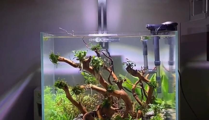 40草缸造景圖比賽作品