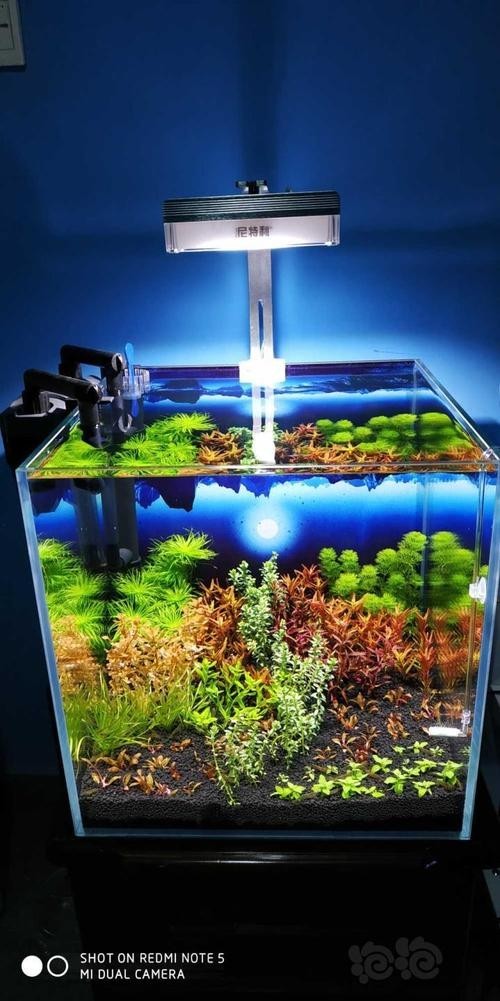 40草缸造景圖比賽作品