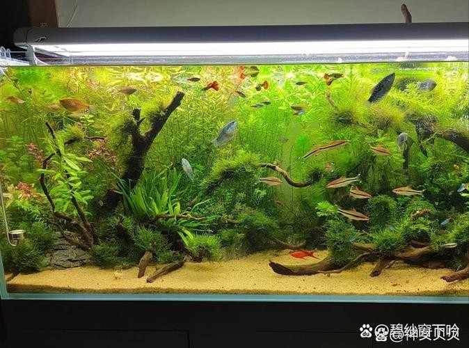 40草缸造景圖比賽作品