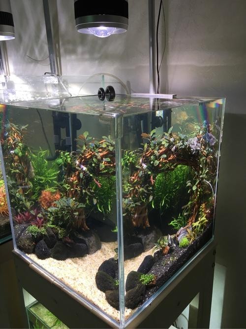 40草缸造景圖比賽作品