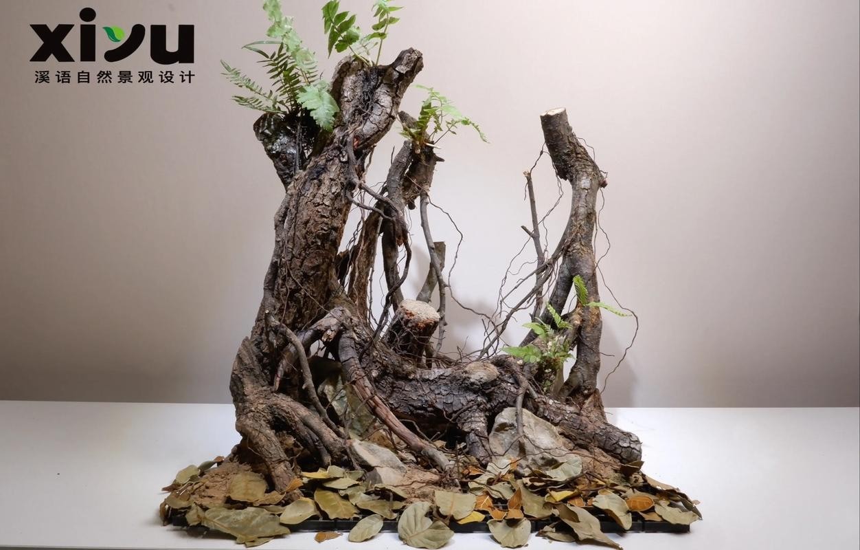 40草缸造景圖比賽作品