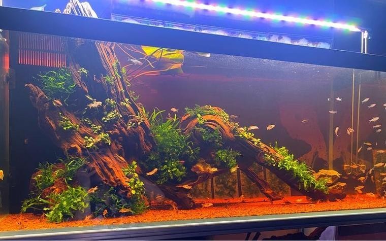 40草缸造景圖比賽作品