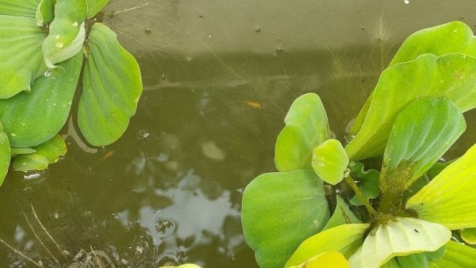 魚缸造景對密度影響：關于魚缸造景對密度的影響