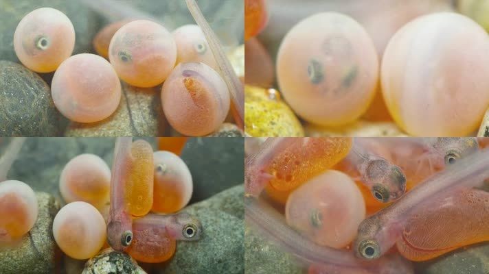 龍魚卵孵化方法：龍魚卵孵化過程需要特定的條件和注意事項和注意事項 龍魚卵孵化方法：龍魚卵孵化過程需要特定的條件和注意事項和注意事項 龍魚百科 第1張