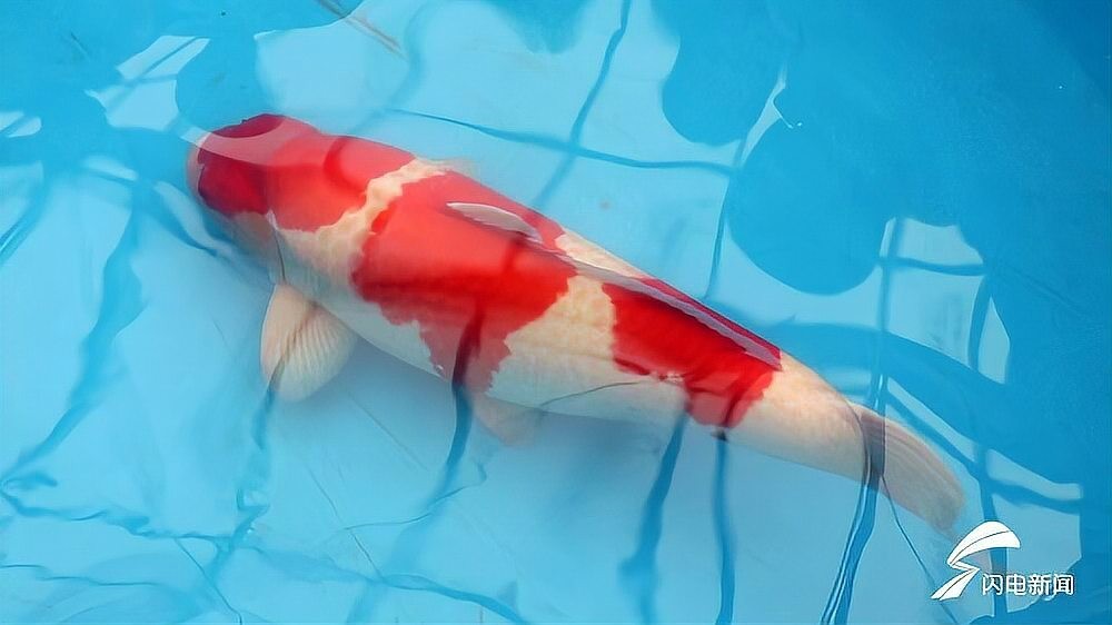 錦鯉鯉魚比賽冠軍