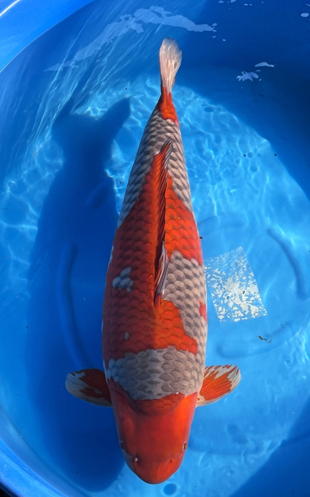 錦鯉鯉魚比賽冠軍