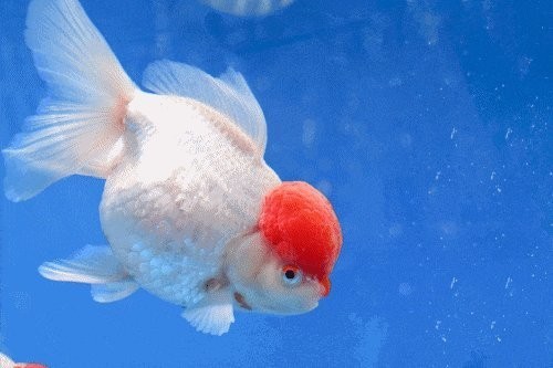 如何參加福州金魚新春展覽？