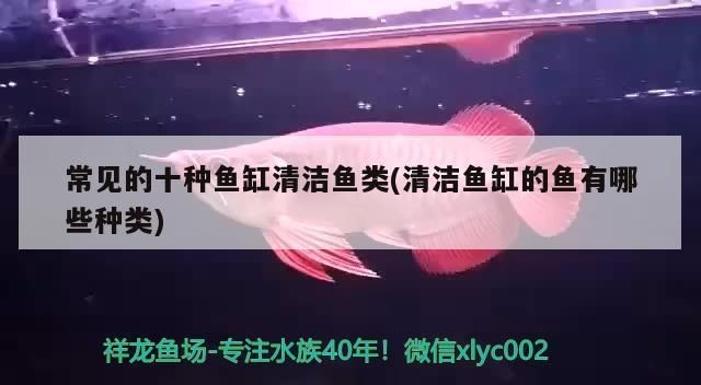 清魚缸魚：如何通過清潔魚缸來保持水質的清新