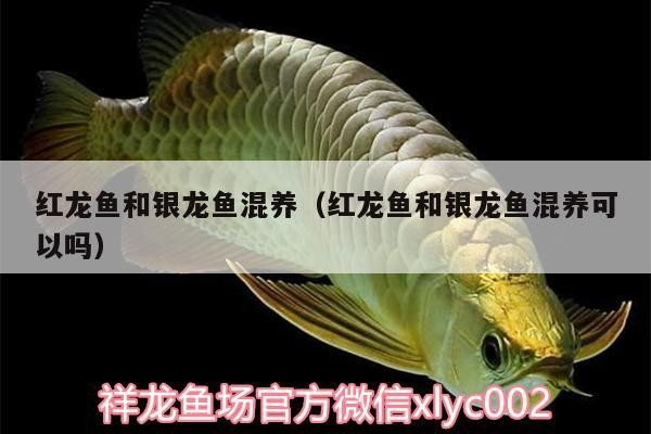 紅龍魚和銀龍魚混養（紅龍魚和銀龍魚混養可以嗎）