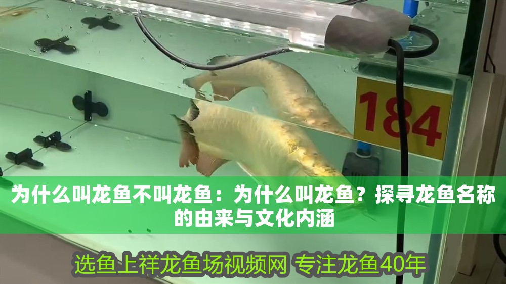 為什么叫龍魚(yú)不叫龍魚(yú)：為什么叫龍魚(yú)？探尋龍魚(yú)名稱(chēng)的由來(lái)與文化內(nèi)涵