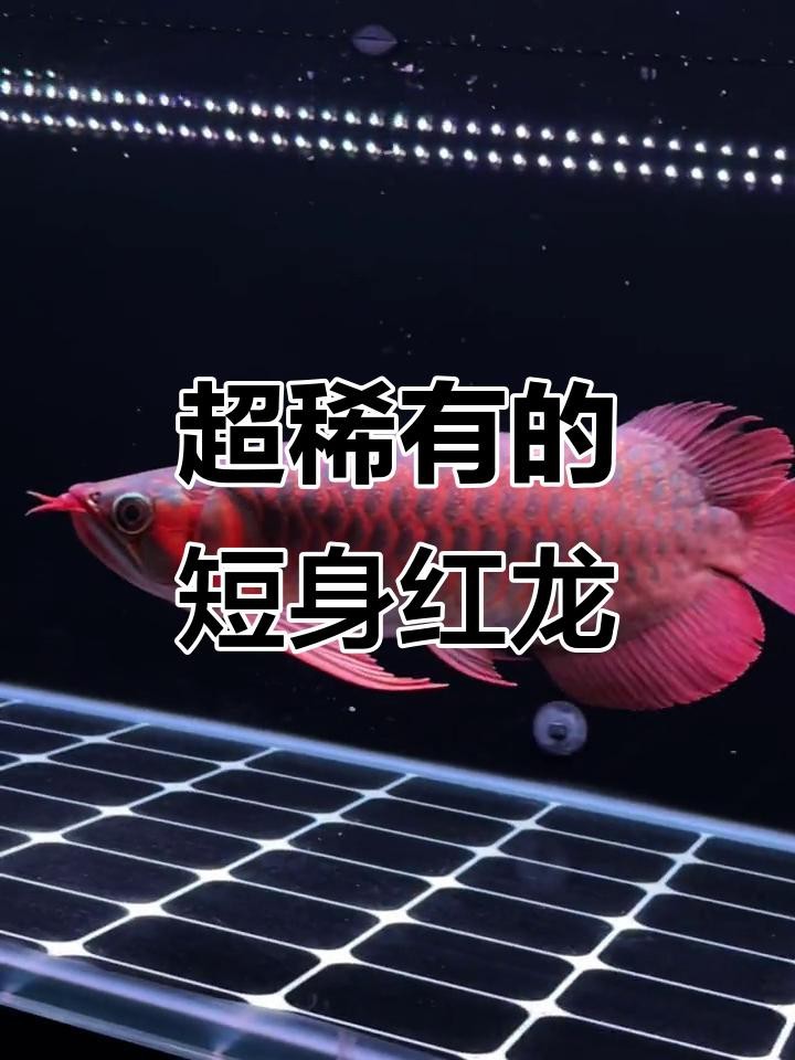短身紅龍的市場價格是多少？