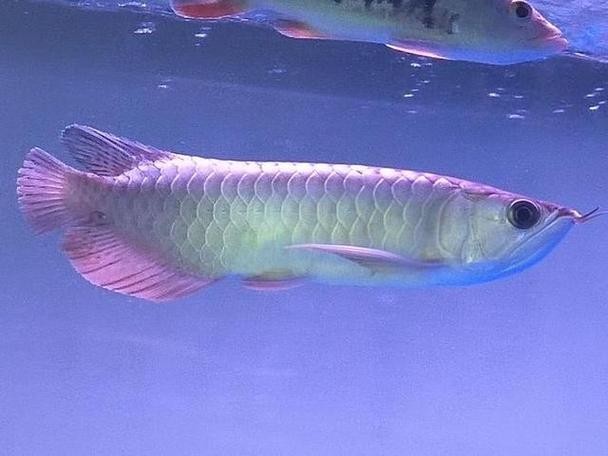 紅龍魚價格走勢如何