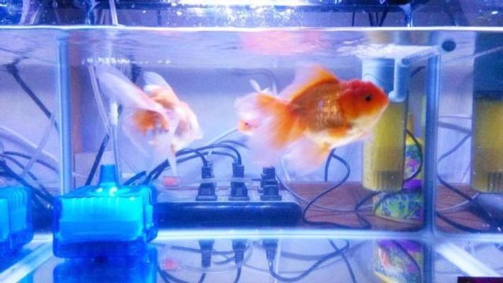 銀龍魚苗長(zhǎng)什么樣子圖片大全視頻（瓜苗長(zhǎng)什么樣子圖片）