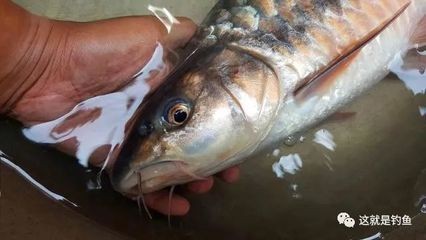 銀龍魚魚鱗有紅斑怎么回事兒（銀龍魚魚鱗有紅斑怎么回事兒啊） 銀龍魚魚鱗有紅斑怎么回事兒（銀龍魚魚鱗有紅斑怎么回事兒啊） 銀龍魚百科