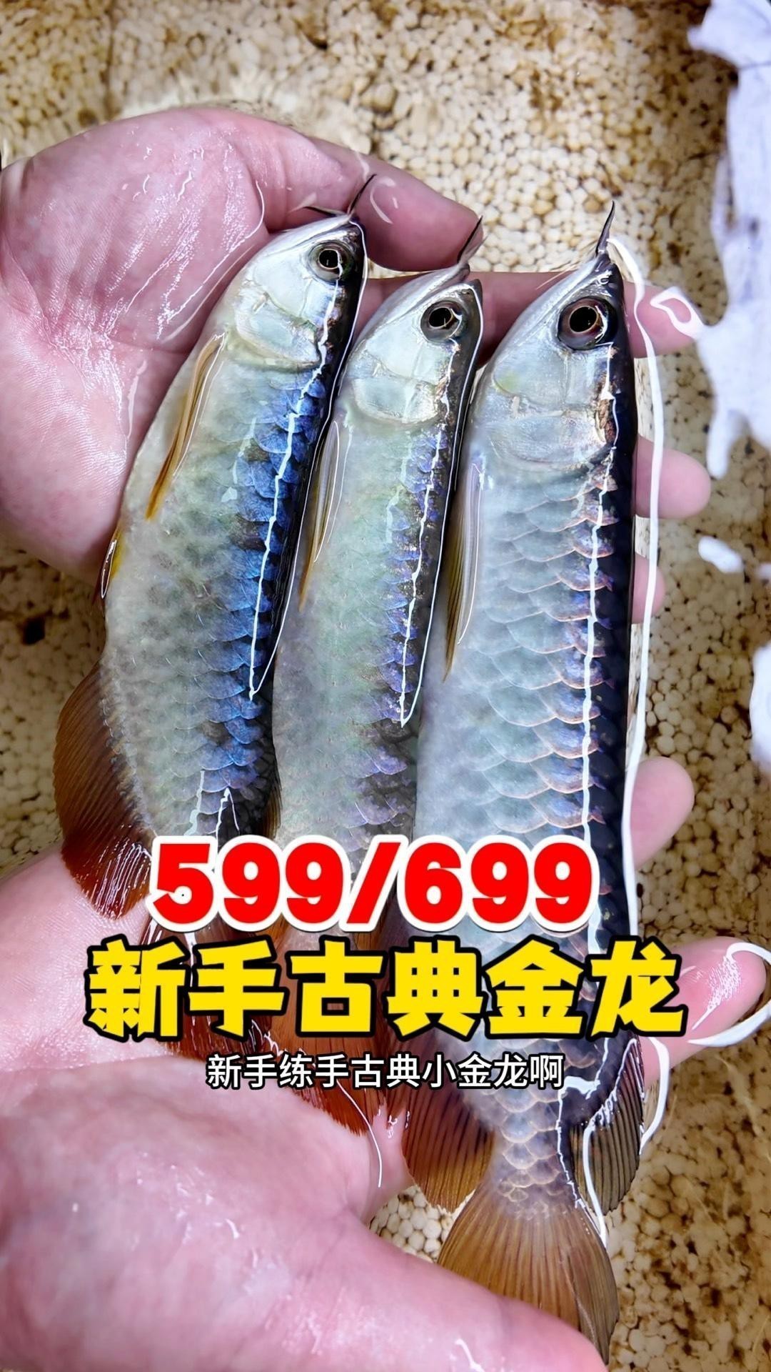 古典金龍什么價(jià)位好