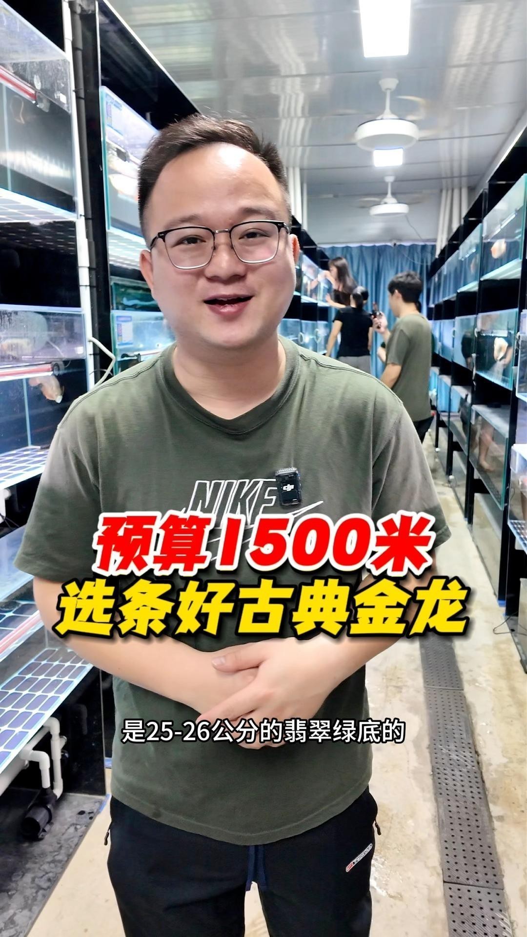 古典金龍什么價(jià)位好