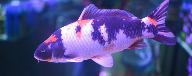 養錦鯉能用魚缸嗎用什么魚缸好