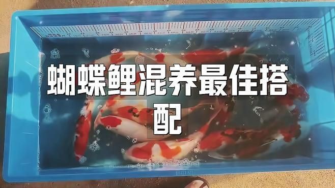 蝴蝶鯉與什么魚混養好看