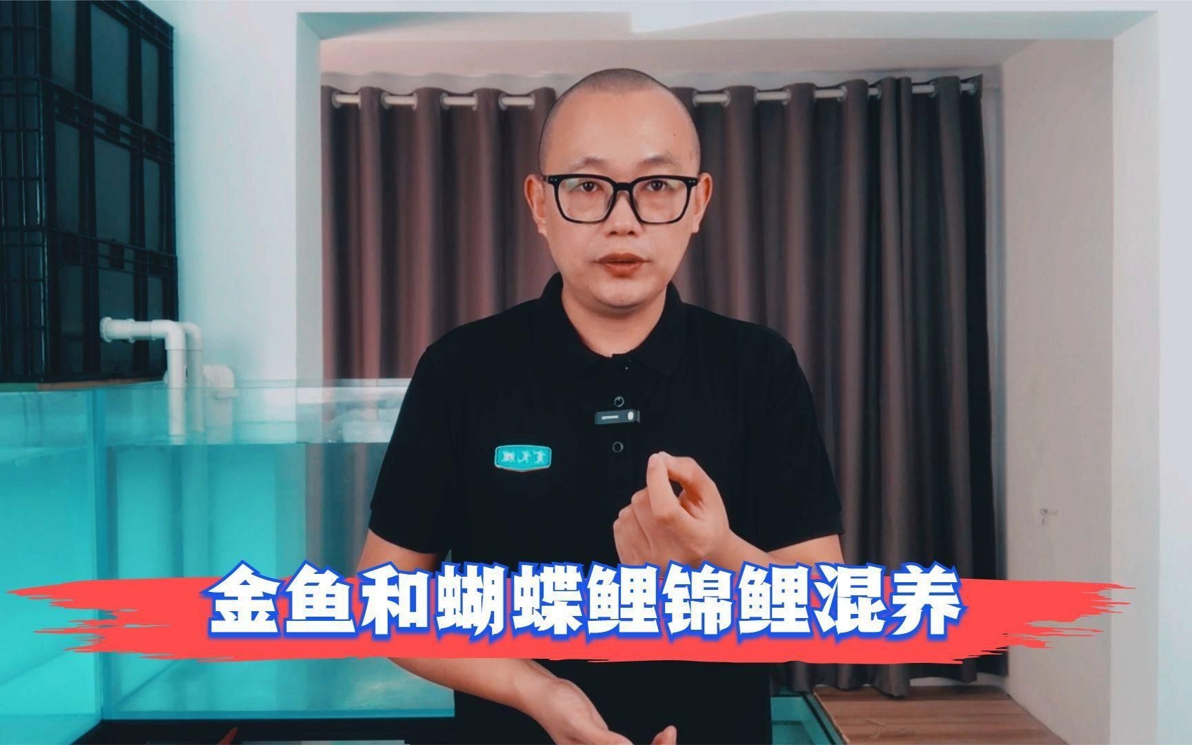 蝴蝶鯉與什么魚混養好看