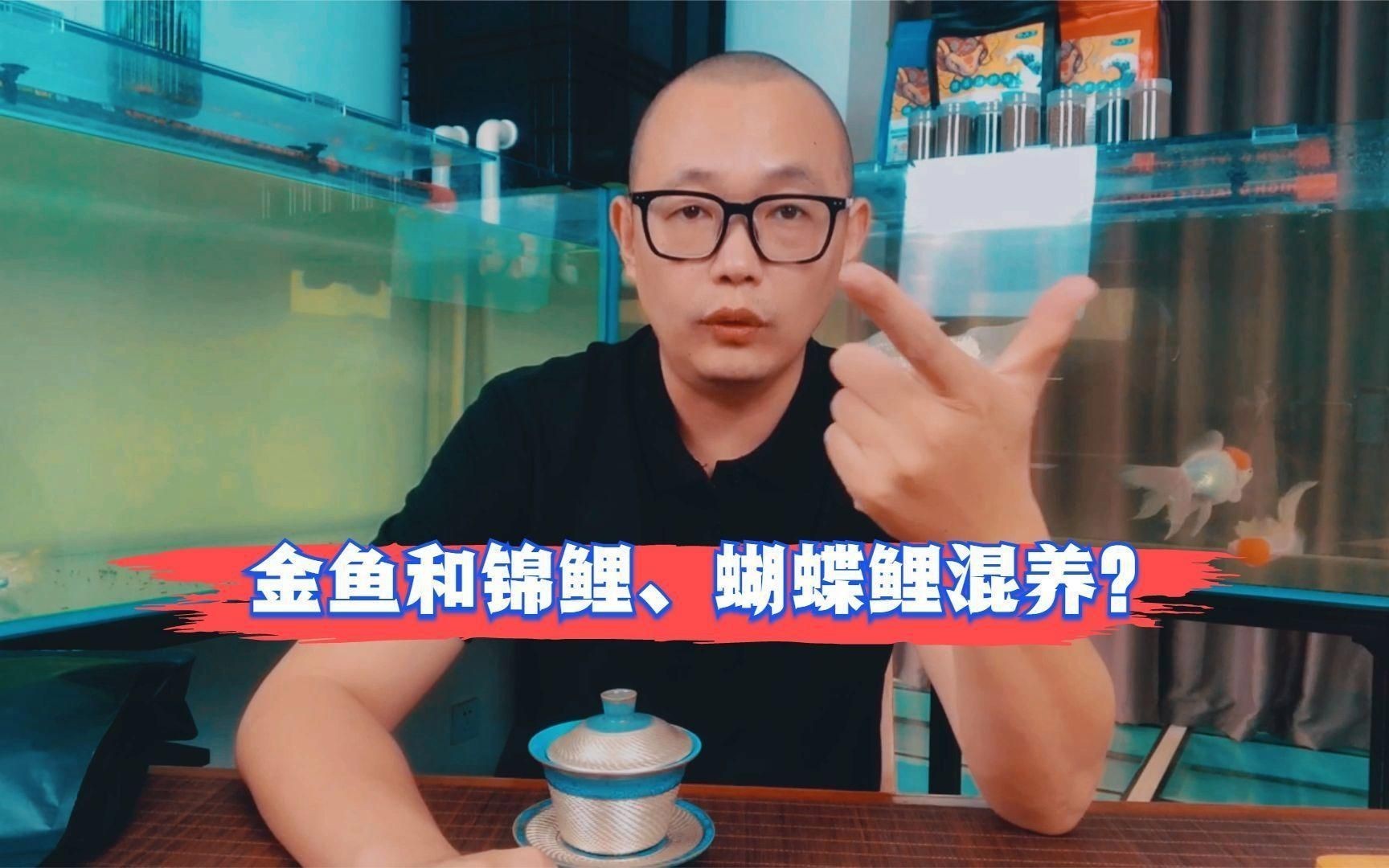 蝴蝶鯉與什么魚混養好看