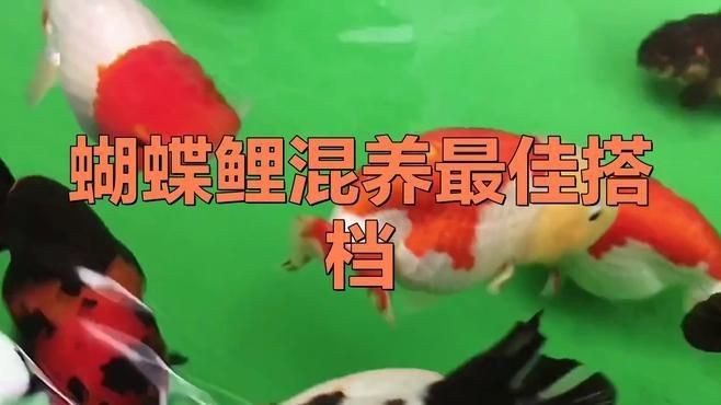 蝴蝶鯉與什么魚混養好看