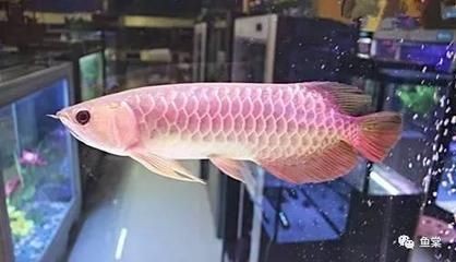 龍魚突然死亡的原因：養了多年的龍魚突然死亡是怎么回事？