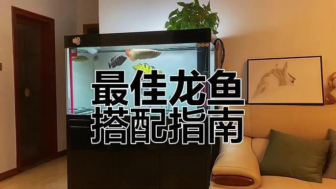 龍魚混養需要哪些設備？