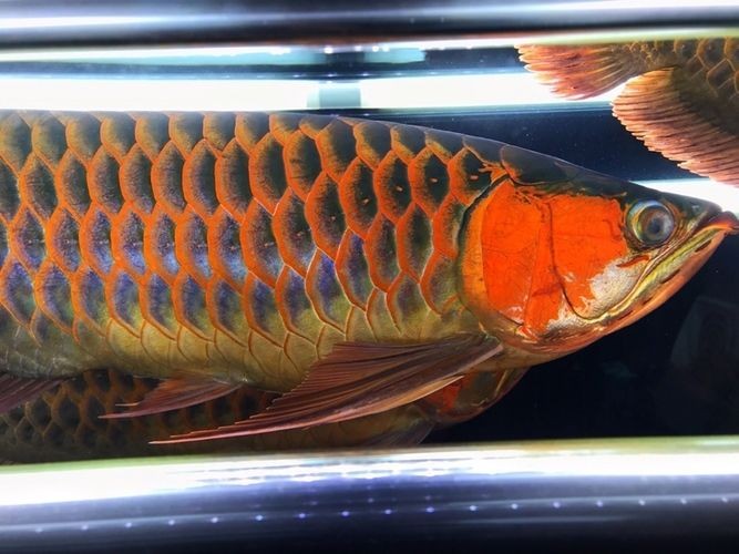 龍魚被咬露出魚刺還能救嗎圖片：在龍魚被咬傷時，如果其魚刺露出，是否還有救取決于多個因素
