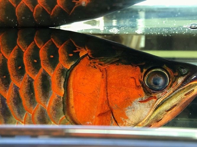 龍魚被咬露出魚刺還能救嗎圖片：在龍魚被咬傷時，如果其魚刺露出，是否還有救取決于多個因素