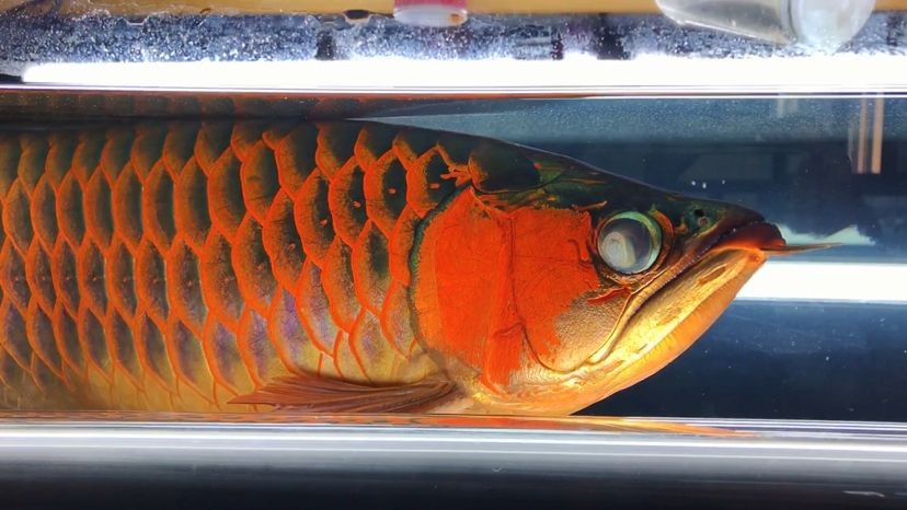 龍魚被咬露出魚刺還能救嗎圖片：在龍魚被咬傷時，如果其魚刺露出，是否還有救取決于多個因素