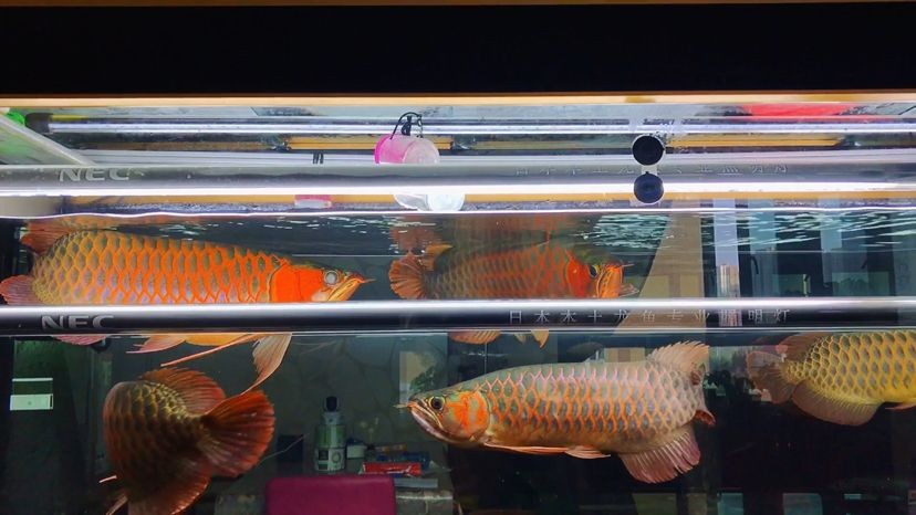 龍魚被咬露出魚刺還能救嗎圖片：在龍魚被咬傷時，如果其魚刺露出，是否還有救取決于多個因素