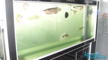 綠水養龍魚可以嗎：綠水養龍魚可以嗎，