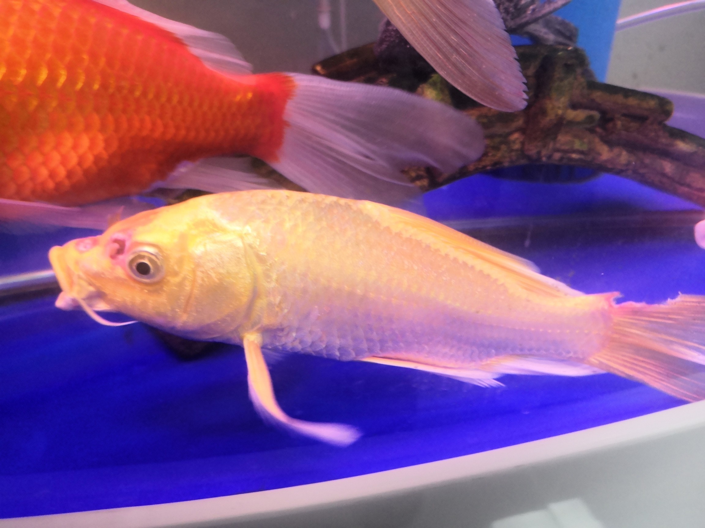 魚病了怎么辦？