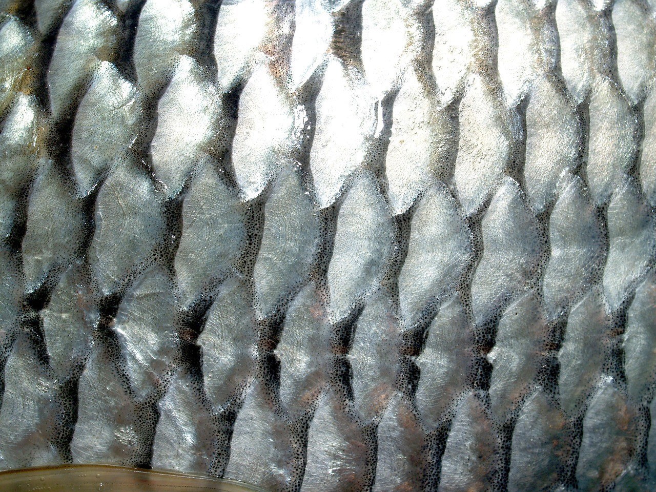 三道鱗是鯽魚還是鯉魚 龍魚論壇 第2張 三道鱗是鯽魚還是鯉魚 三道鱗是鯽魚還是鯉魚 龍魚論壇 第2張