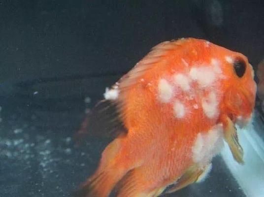 雷龍魚(yú)白毛怎么處理，如何處理雷龍魚(yú)白毛病的預(yù)防措施
