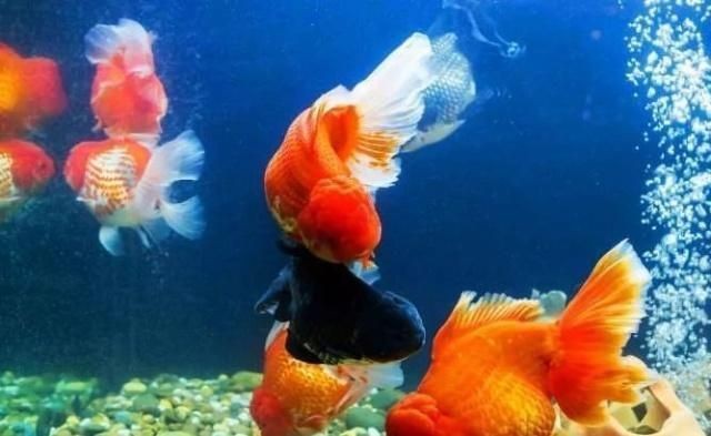 雷龍魚(yú)白毛怎么處理，如何處理雷龍魚(yú)白毛病的預(yù)防措施