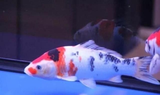 雷龍魚(yú)白毛怎么處理，如何處理雷龍魚(yú)白毛病的預(yù)防措施