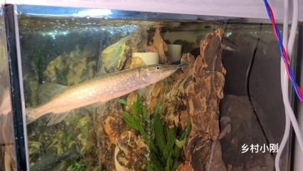鳡魚可以養在魚缸里嗎？（如何在魚缸中養殖[需手動填充]魚）
