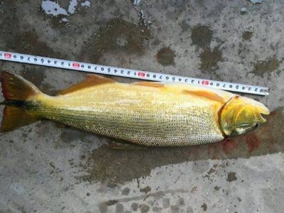 黃金河虎咬龍魚：黃金河虎是否會咬龍魚
