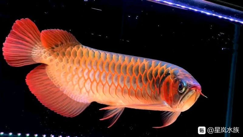 紅龍魚貼吧的網址是什么？