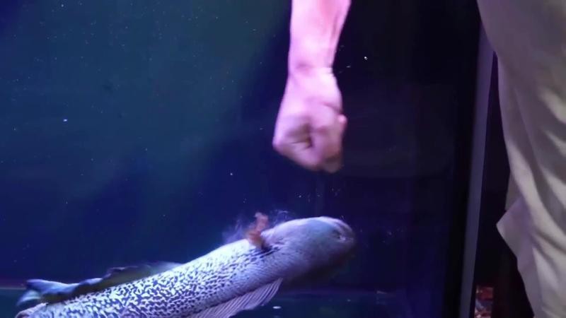 金龍魚和雷龍魚打架視頻大全