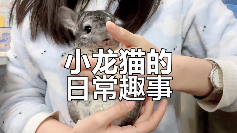 如何記錄龍貓和貓的互動視頻？